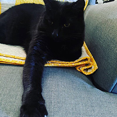 BombayKitty