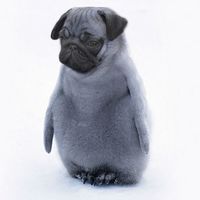 paddypenguin