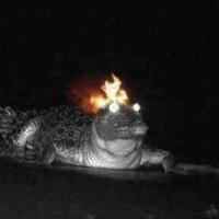 JiJboyo