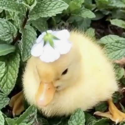 OopsyDaisy