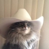 nintendokatz