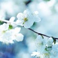 helenblossom