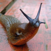 slugginitout