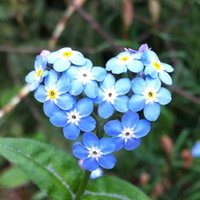 Sapphy629