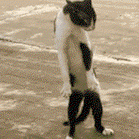 Catpalgirl2