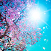 clesgrace