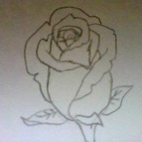 Rose Petal