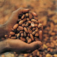 cocoa