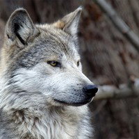 Wolf-E