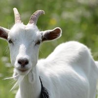 goatsmagoats