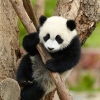 panda kyute