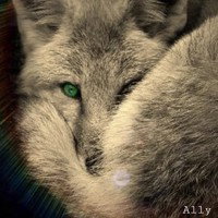 Fox_Ally322