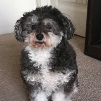 PuppyPieoligy