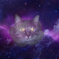 twilicat24