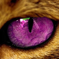 mrbobshadow