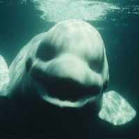 belugabelugabeluga
