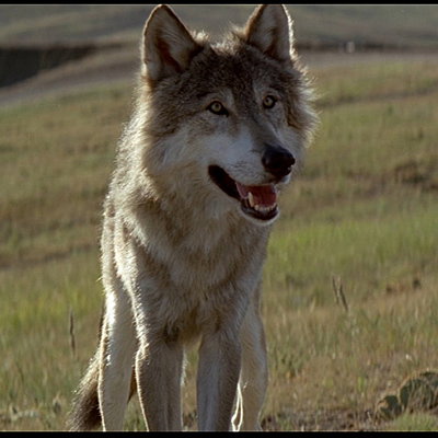 The Dancing Wolf
