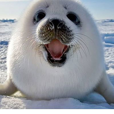Baby_Seals