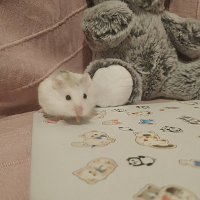 softcottoncloud
