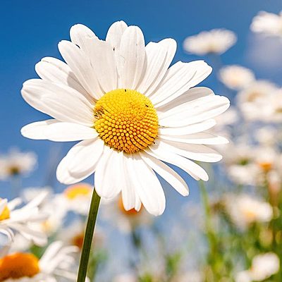 Daisycandy1025