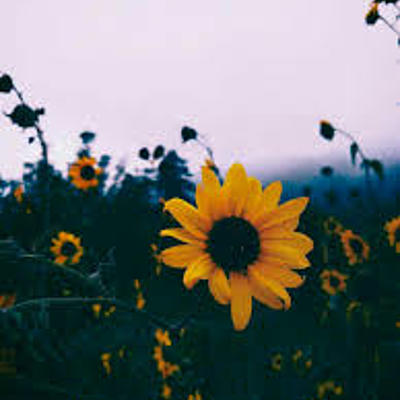 Itz_Sunny