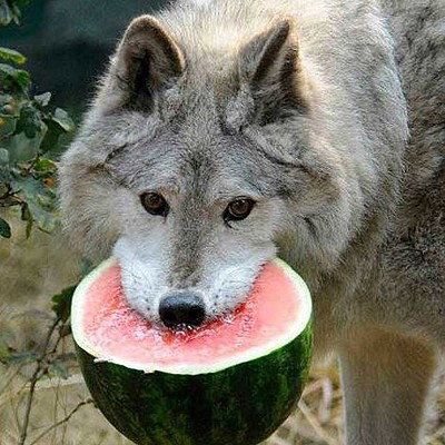 Watermelon_Wolf