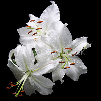 WitherLillies