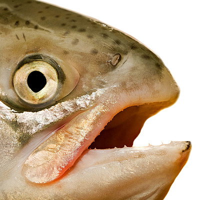 Saucy Salmon