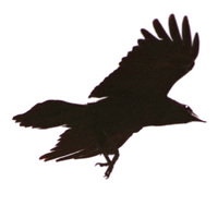 speakingcrow