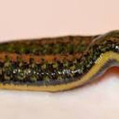 LarrytheLeech