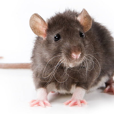 EggMcMuffinRat