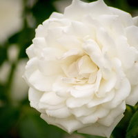 silentcamellia