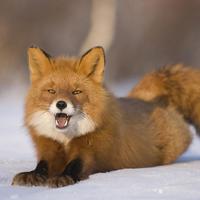 theslyfox15