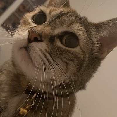 madcat32