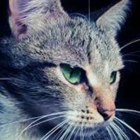 mysteriouschaoscat