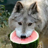 moonwolfhowl