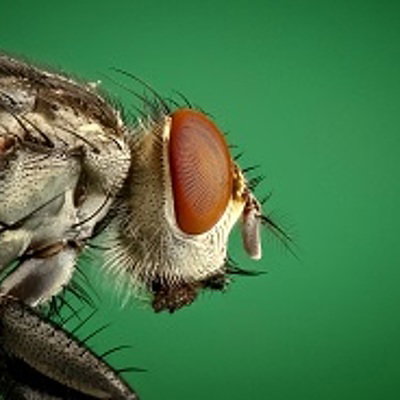 Evilfly