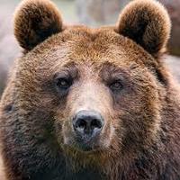 kotibear