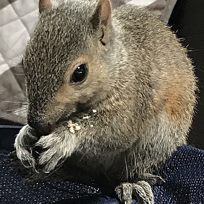 Smallzisfluffy