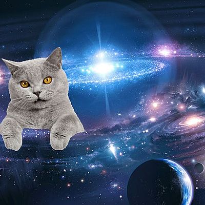 dragon_cat