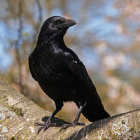 tophatcrow