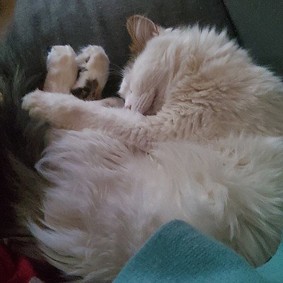 CatsRCuteOwO