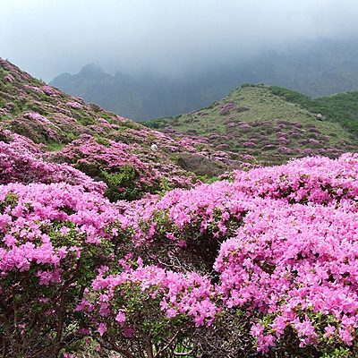 Rhododen