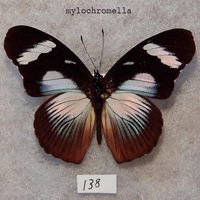 fayriii