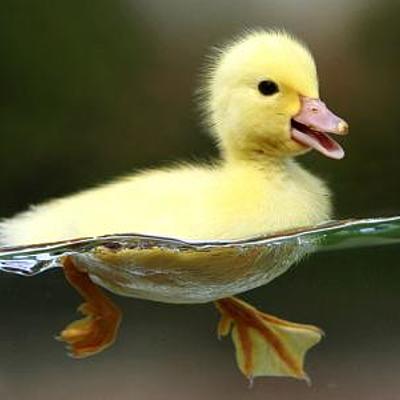 cackle_various