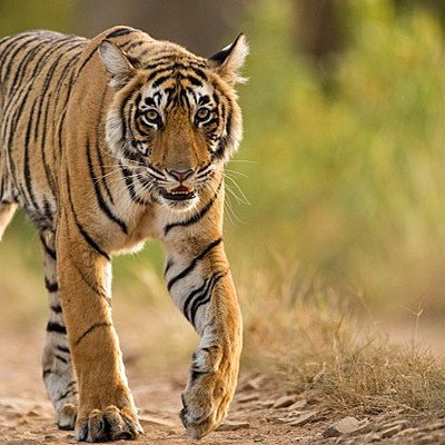 Tigergirl160