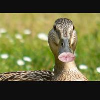 DuckyMoMo
