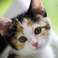 Kalicokat