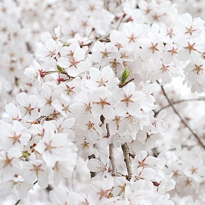 White Sakura