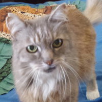 Kitty_Kaz